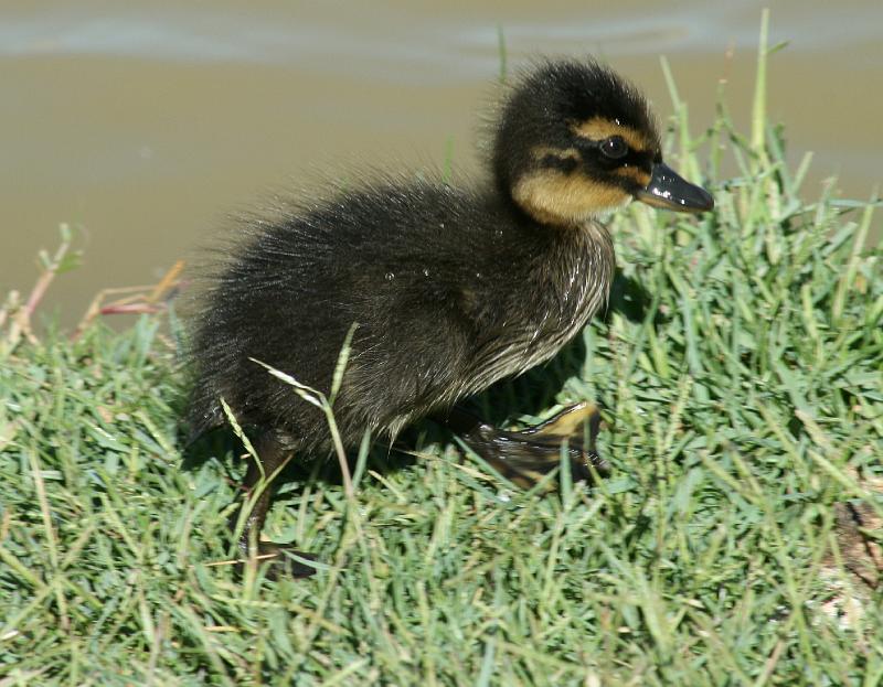 ma voels 128.JPG - Opsoek na ma